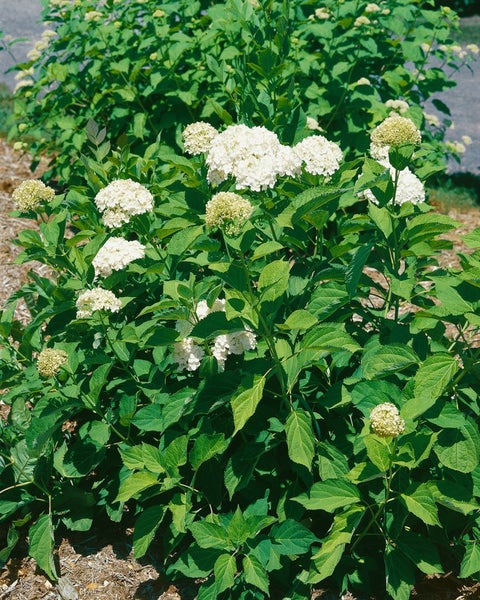 Hydrangea arborescens 'Grandiflora', Schneeballhortensie, weiß, 40–60 cm
