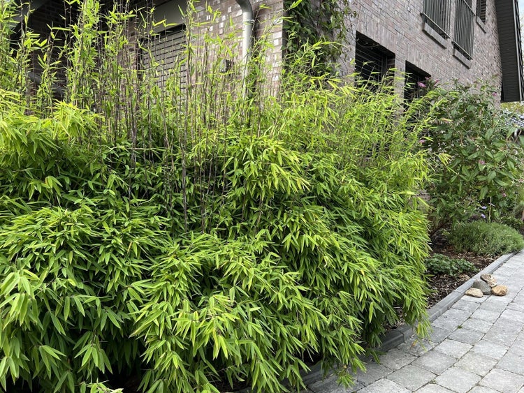 fagus mobilkran Fagus Hochkran – STEYBE FÜR KINDER main image 0
