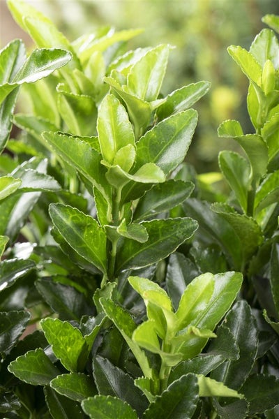 Euonymus japonicus 'Microphyllus Green', Spindelstrauch, ca. 9x9 cm Topf