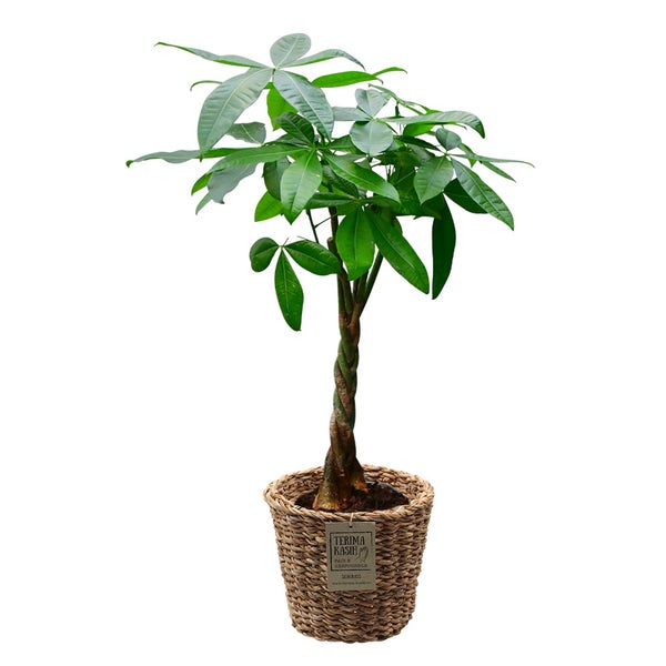 Green Me Up Große Glückskastanie mit Übertopf, 100-110cm