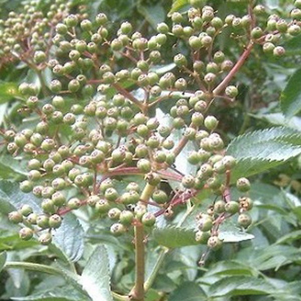 Holunder mit unreifen Beeren