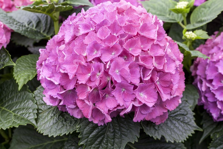 Hydrangea macrophylla 'Sibilla', Hortensie, rosa, 80–100 cm