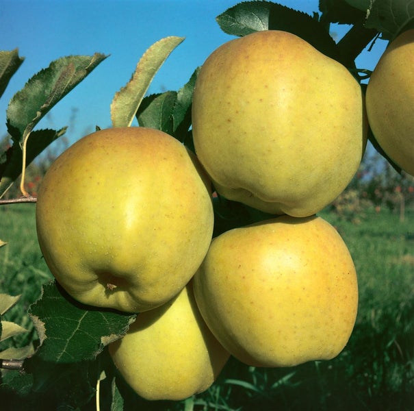 Malus domestica 'Mutsu', Apfelbaum, grün-gelb, 150–200 cm