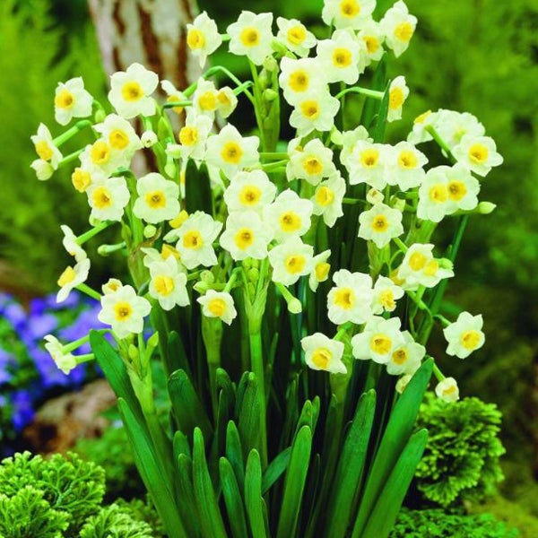 Narzissenblüten mit grünen Stielen