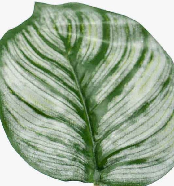 Nahaufnahme eines Calathea-Blattes mit charakteristischem Streifenmuster.