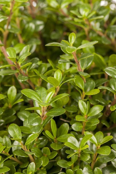 Ilex crenata 'Glorie Gem', Japanische Stechpalme, ca. 9x9 cm Topf
