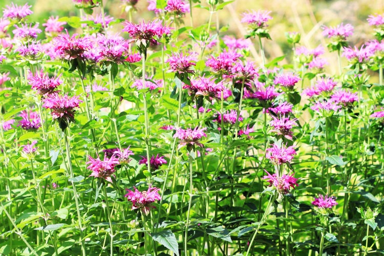 SAFLAX Garden to go - Goldmelisse - Monarda didyma - 20 Samen - Mit Topf, Klima - Deckel und Anzuchtsubstrat