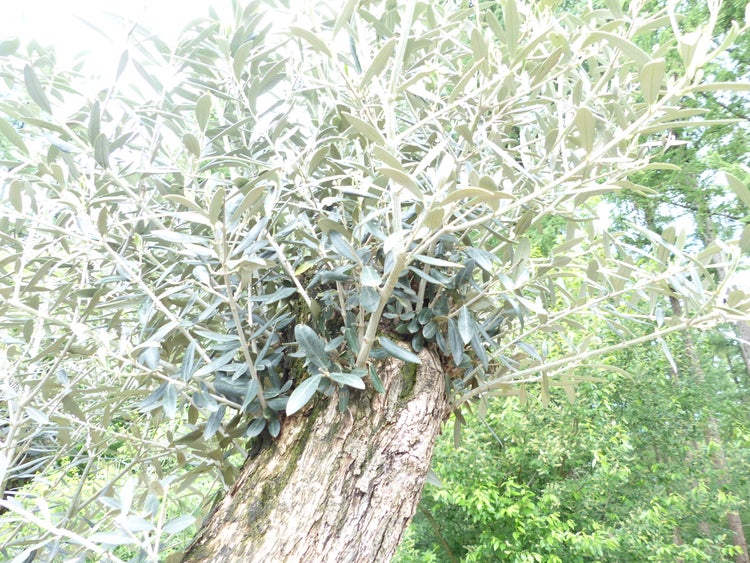 genau dieser Baum L6 Olivenbaum 240 cm, knorrige alte urige Olive winterhart