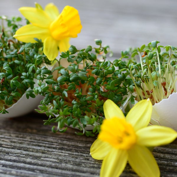 Gartenkresse in Eierschalen neben Narzissen auf einer Holzoberfläche.
