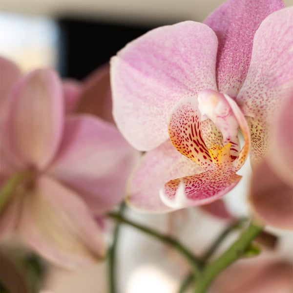 Kolibri Orchids Altrosa Phalaenopsis Orchidee Jewel Treviso Topfgröße  12cm blühende Zimmerpflanze frisch vom Züchter
