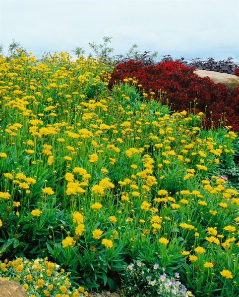 Coreopsis grandiflora 'Early Sunrise', Mädchenauge, gelb, ca. 9x9 cm Topf