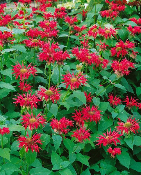 Monarda fistulosa 'Gardenview Scarlet', Indianernessel, rot, ca. 11x11 cm Topf