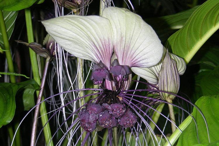 SAFLAX Garden to go - Weiße Fledermausblume - Tacca integrifolia - 10 Samen - Mit Topf, Klima - Deckel und Anzuchtsubstrat