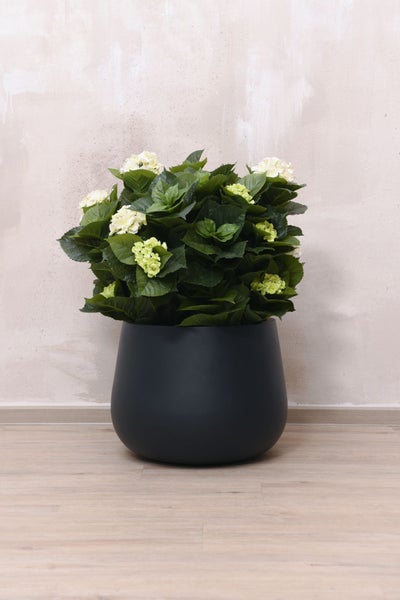 Künstliche Hortensie mit grünen Blättern und hellen Blüten in einem runden schwarzen Pflanzkübel auf hellem Holzboden.