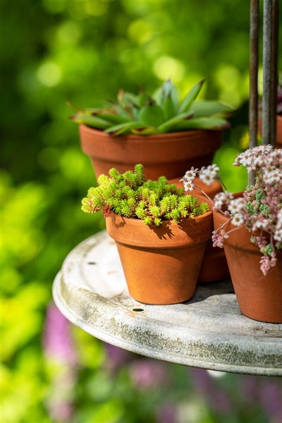 Sedum acre, Mauerpfeffer, gelb, ca. 9x9 cm Topf