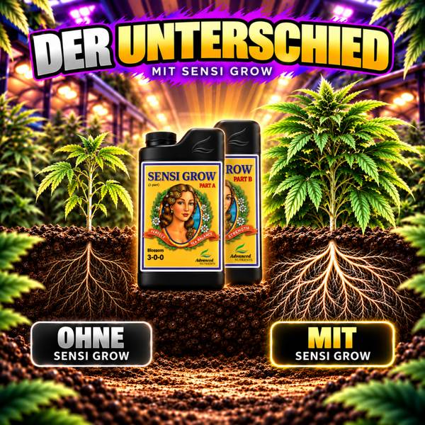 Zwei Flaschen Advanced Nutrients Sensi Grow Pflanzendünger Part A und Part B mit Wurzelvergleich einer Hanfpflanze ohne und mit Dünger Anwendung