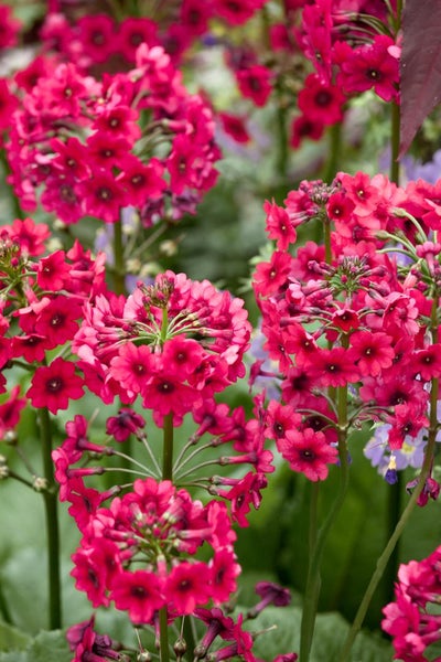 Primula japonica 'Millers Crimson', Etagenprimel, karminrot, ca. 9x9 cm Topf