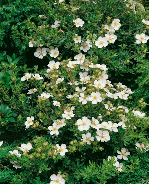 Potentilla fruticosa 'Bella Bianca', Fingerstrauch, weiß, 20–30 cm