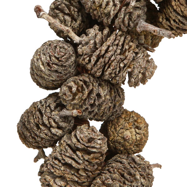 Nahaufnahme von Erlenzapfen