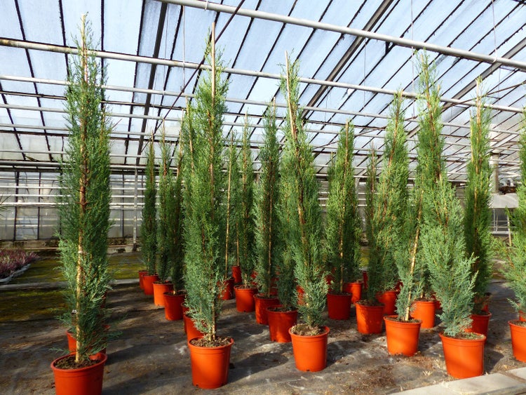 3x Mittelmeerzypresse 140-160 cm Säulen Toskana Zypressen Zypresse Cupressus Semper