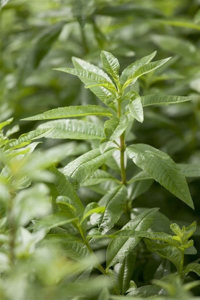 Aloysia triphylla, Zitronenverbene, aromatisch, ca. 9x9 cm Topf