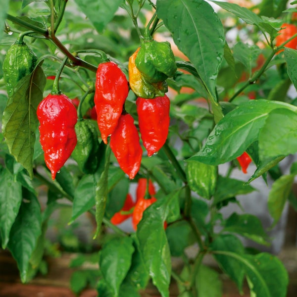 Chilipflanze mit reifen roten und unreifen grünen, runzligen Chilischoten an den Zweigen zwischen grünen Blättern.