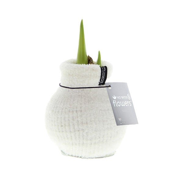 Dekorative Blumenzwiebel in weißem Stoffgefäß mit Papieretikett