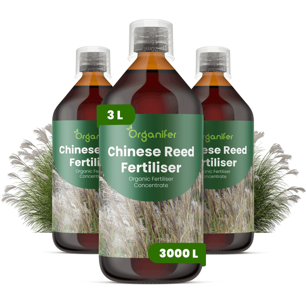 Organifer Chinaschilf-Dünger Konzentrat im 3er-Pack, insgesamt 3 Liter für 3000 Liter Düngemittellösung.