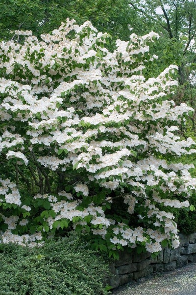 Viburnum plicatum 'Pink Beauty', Japanischer Schneeball, rosa, 40–60 cm