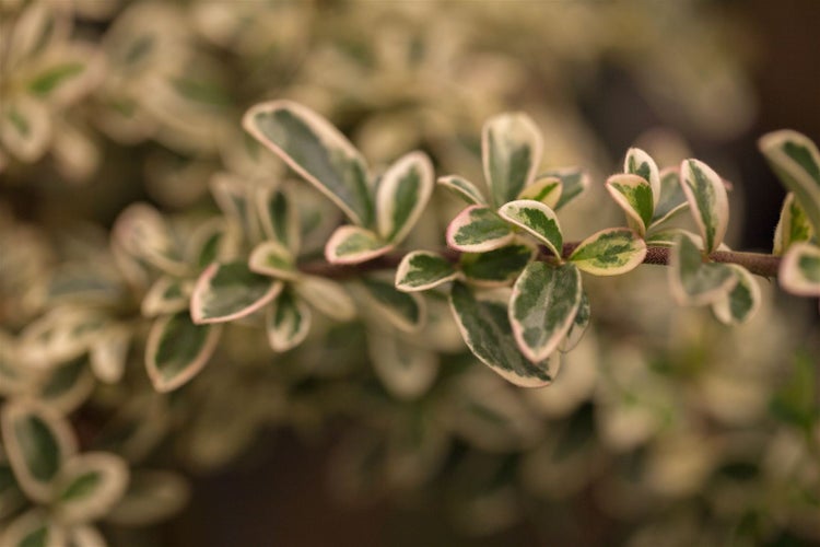 Cotoneaster dammeri 'Juliette', Teppichmispel, immergrün, 80 cm Stammhöhe