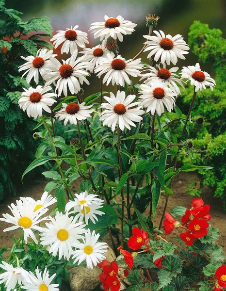 Echinacea purpurea 'White Swan', weiß, ca. 9x9 cm Topf