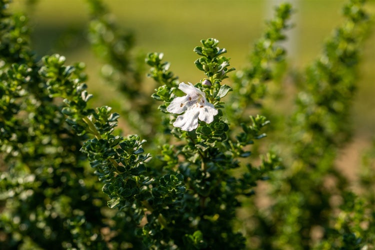 Strauch mit dichter Belaubung und einer einzelnen, offenen Blüte