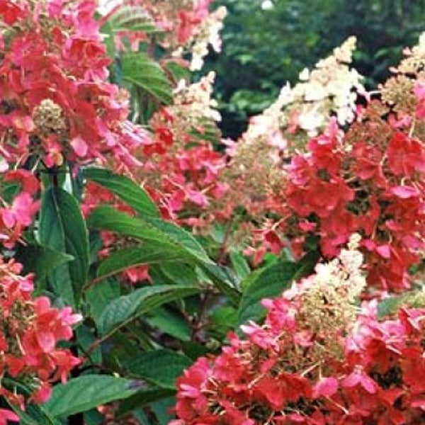 Rispenhortensie mit roten Blüten