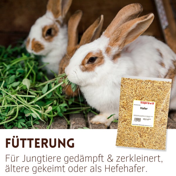 Zwei Kaninchen fressen neben einer Packung Supravit Hafer.