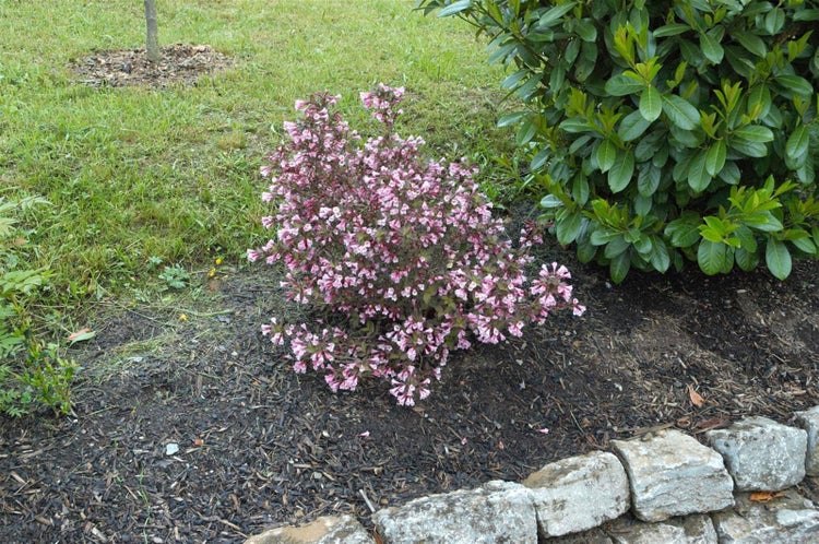 Weigela florida 'Nana Purpurea', Weigelie, purpurrot, 40–60 cm