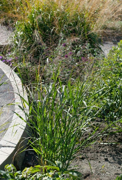 Panicum virgatum 'Thundercloud', Rutenhirse, 5-7,5 Liter Container
