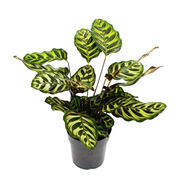 Schattenpflanze mit besonderem Blattmuster Calathea makoyana Korbmarante 14cm Topf ca. 35-40cm hoch