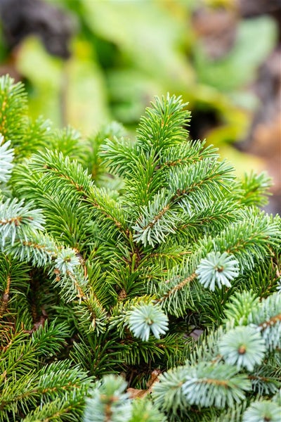 Nahaufnahme einer Zwerg-Blaufichte im Garten.