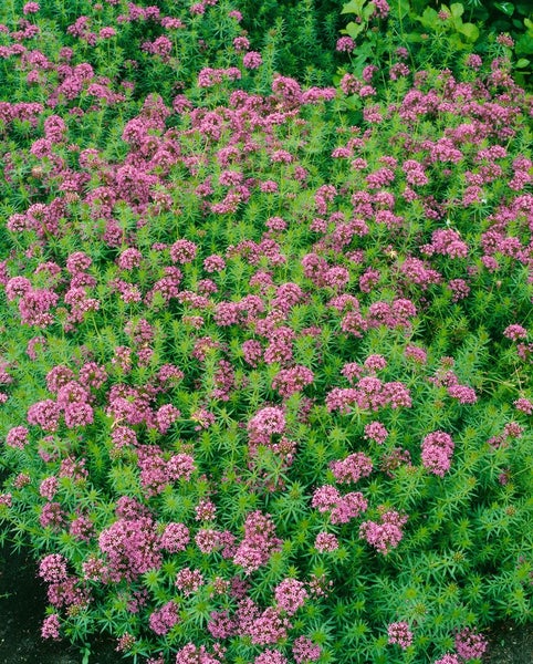 Phuopsis stylosa, Kreuzblume, rosa Blüten, ca. 9x9 cm Topf