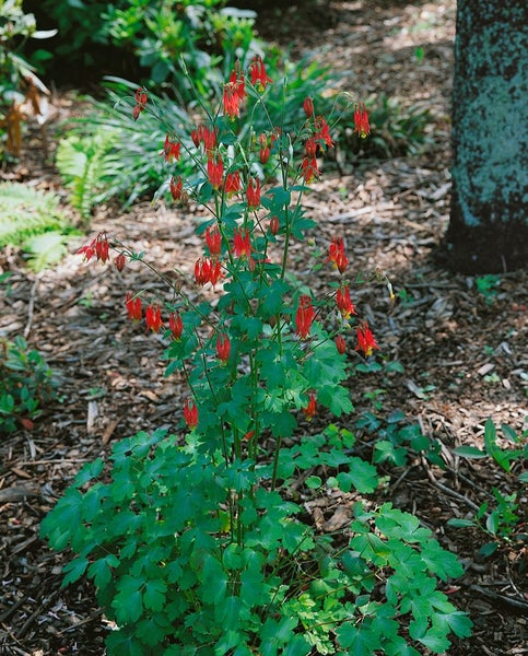 Aquilegia canadensis, Akelei, rot-gelb, ca. 9x9 cm Topf