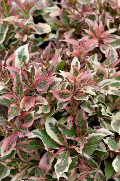 Detailaufnahme eines Spindelstrauchs mit rosa und weißen Blättern.