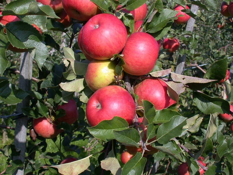 Malus 'Topaz' -S-, Apfelbaum, 40 cm Stammhöhe