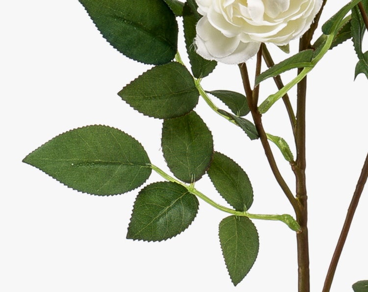 Zwei unterschiedlich große Japanische Sagopalmfarne (Cycas revoluta) in schwarzen Töpfen.