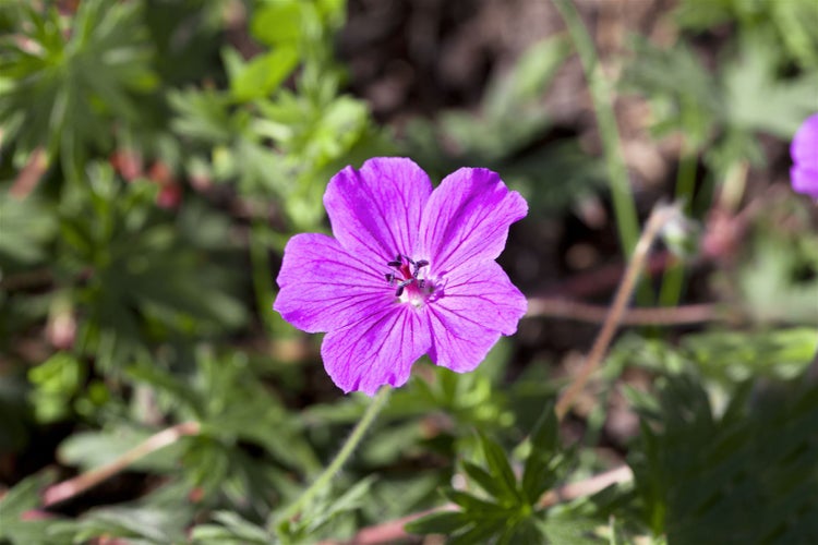 Geranium sanguineum 'Aviemore', Storchschnabel, rosa, ca. 9x9 cm Topf