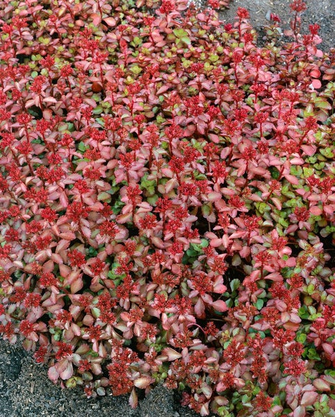 Sedum spurium 'Schorbuser Blut', Teppichsedum, rot, ca. 9x9 cm Topf
