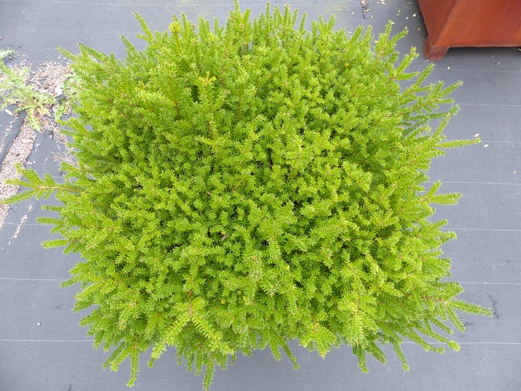 Kugelförmiges Koniferengewächs als immergrüne Gartenpflanze von oben betrachtet.