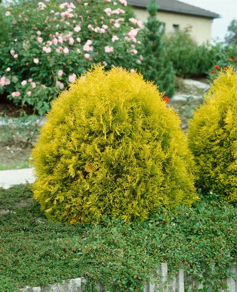 Thuja occidentalis 'Rheingold', Lebensbaum, goldgelb, 50–60 cm