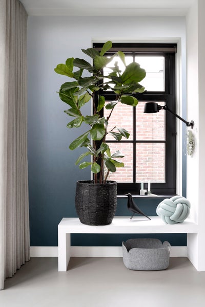 Dekorative Zimmerpflanze im geflochtenen Korb auf einem weißen Regal in einem hellen Raum.