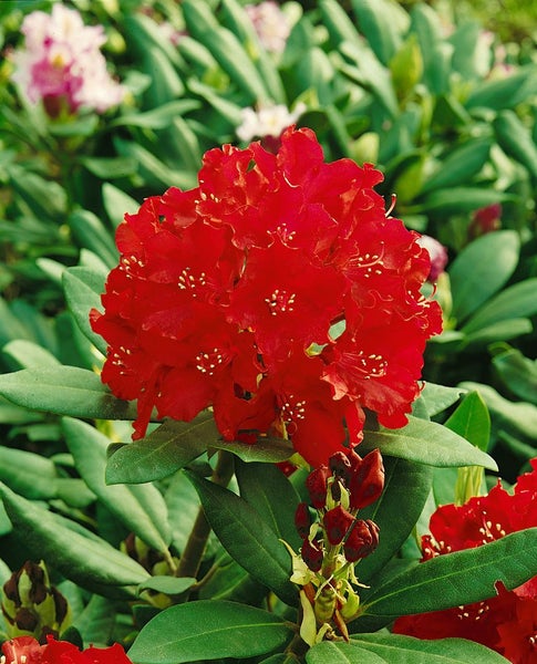Roter Rhododendron mit grünen Blättern