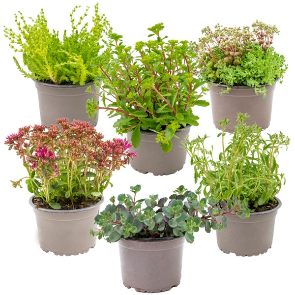 6x Rockplants Mix – Rock Plants – Bodendecker – Pflegeleicht – ⌀14 cm - ↕10-15 cm